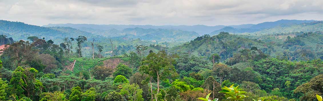 New forestry concession project in the Democratic Republic of Congo