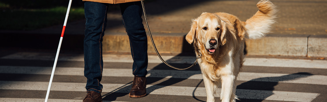 Nascor diseña una terapia con perros para personas con discapacidad física